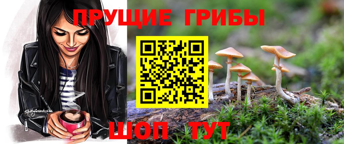 Сосновый Бор  Галлюциногенные грибы прущие грибы  Вход с VPN  Галлюциногенные грибы мицелий 